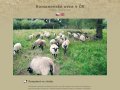 Romanovské ovce - chov a prodej