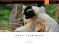 Sifaka černohlavý